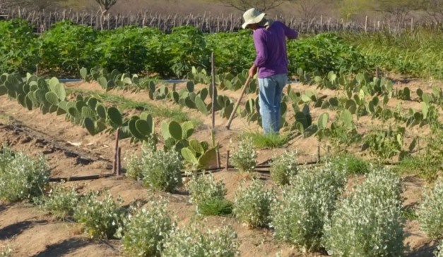 Agricultor em área de cultivo; local estava há 30 anos em disputa judicial, após ocupação do MST