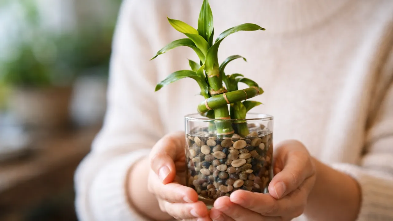 Se o bambu-da-sorte não trouxe mudanças, 4 detalhes podem estar bloqueando a energia