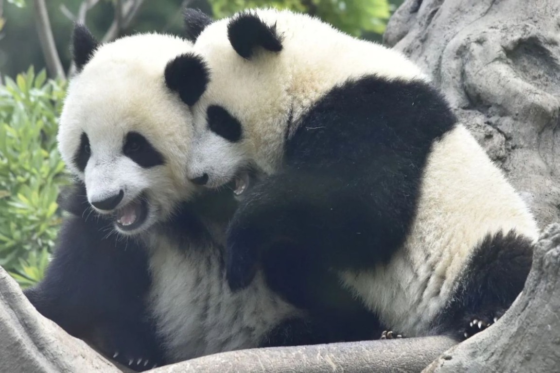 Pandas Xiao Xiao e Lei Lei no centro da tensão China e Japão