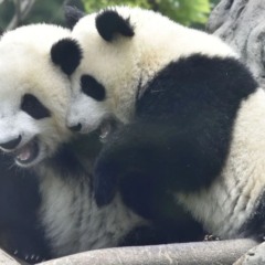 Pandas Xiao Xiao e Lei Lei no centro da tens&atilde;o China e Jap&atilde;o