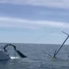 Orcas afundam barcos com estrat&eacute;gia que intriga cientistas