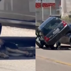 cachorro na sombra de carro ap&oacute;s acidente