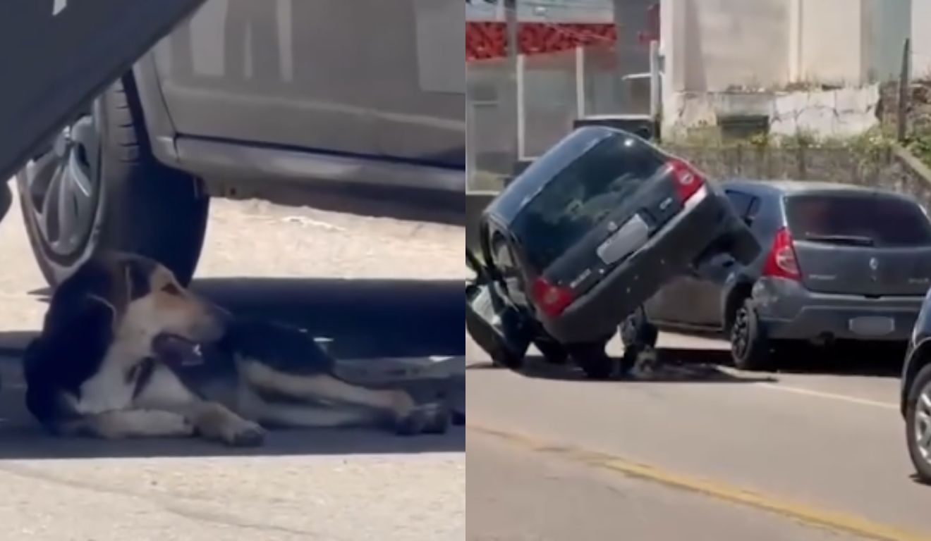 cachorro na sombra de carro após acidente