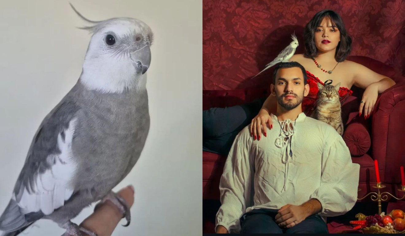 colagem com fotos de calopsita desaparecida