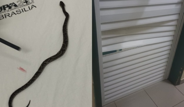 colagem com foto de cobra jararaca e porta da upa em cascavel