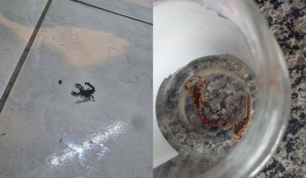 escorpião encontrado em almirante tamandaré