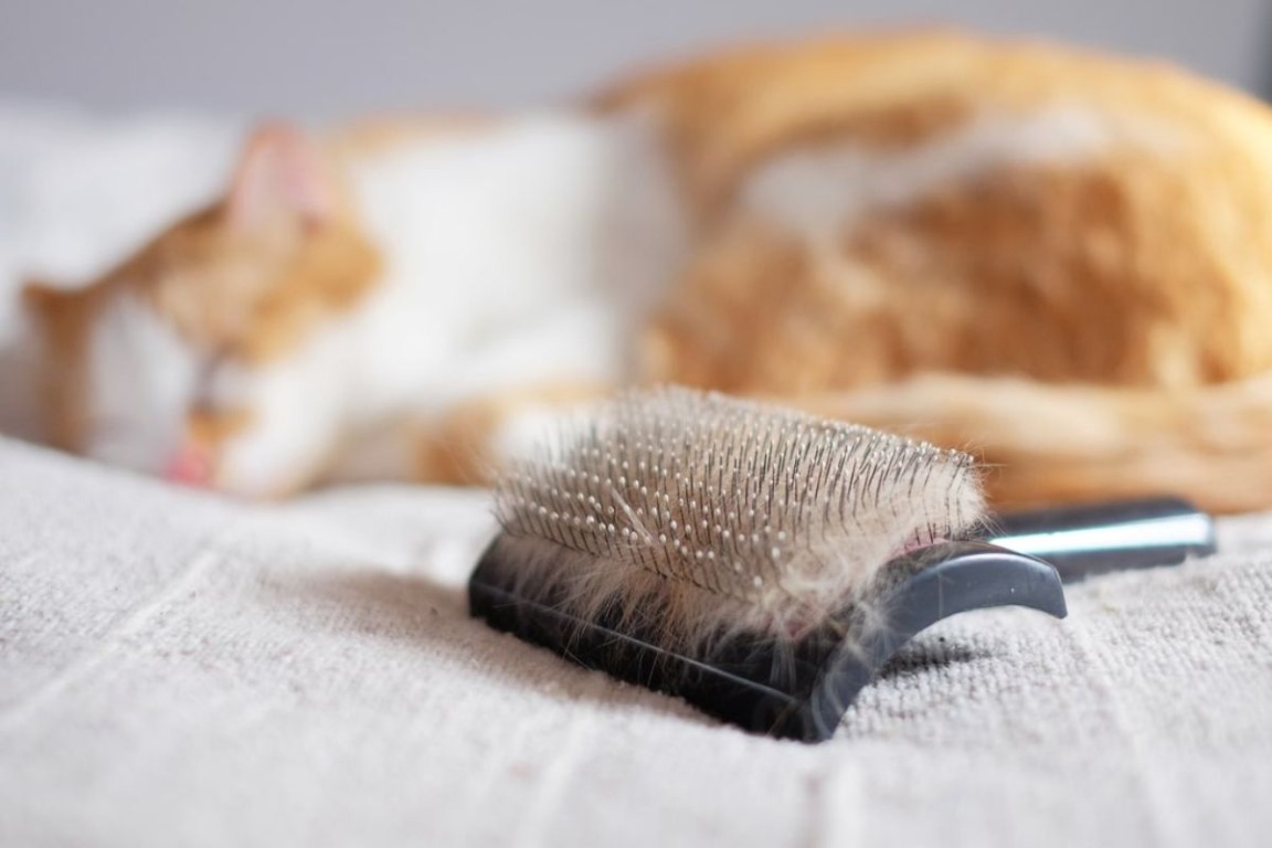 Gato solta pelo, mas tem limite