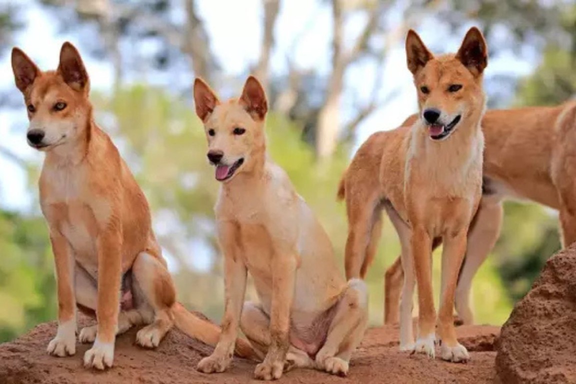 Mochileira morta foi vítima de matilha de dingos