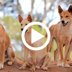 Mochileira morta foi v&iacute;tima de matilha de dingos - Reprodu&ccedil;&atilde;o