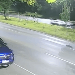 mulher destr&oacute;i mudas de &aacute;rvores Curitiba