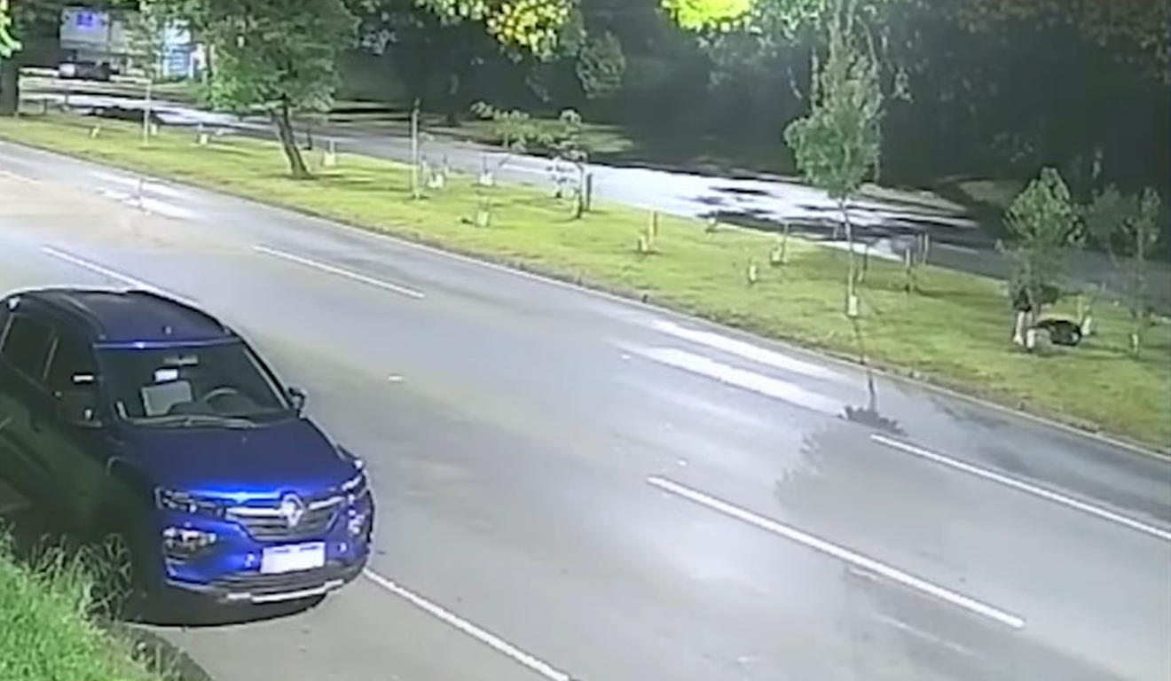 mulher destrói mudas de árvores Curitiba