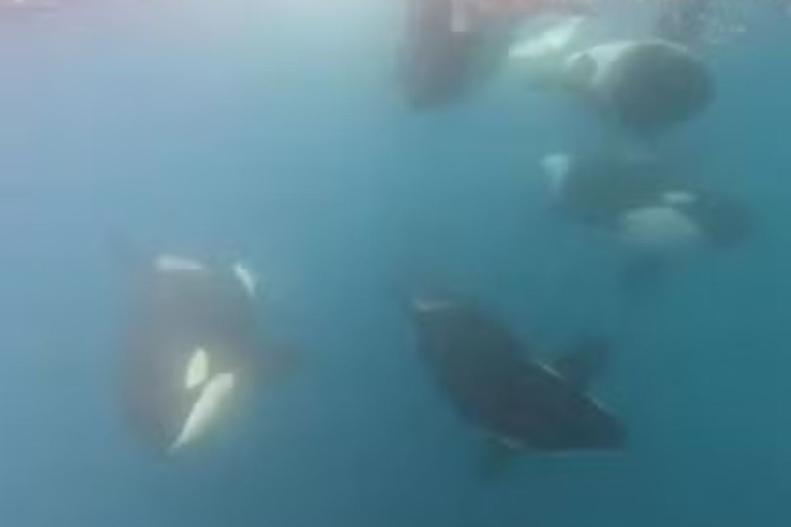 Grupo de orcas afundam barcos na costa da Espanha