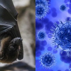 Montagem com foto de morcego e mol&eacute;cula de v&iacute;rus