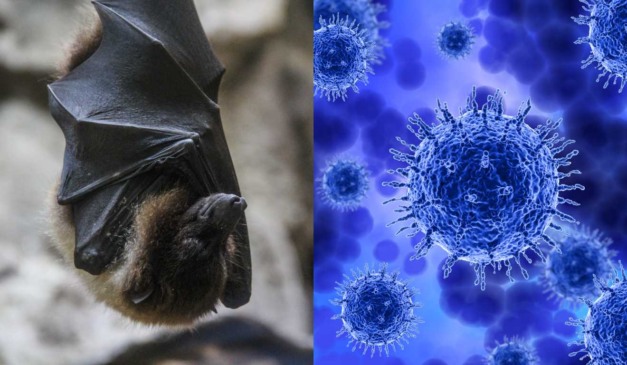 Montagem com foto de morcego e molécula de vírus