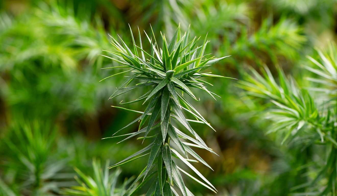 Muda de araucária, a árvore símbolo do Paraná: Lei Florestal do Paraná completou 30 anos.