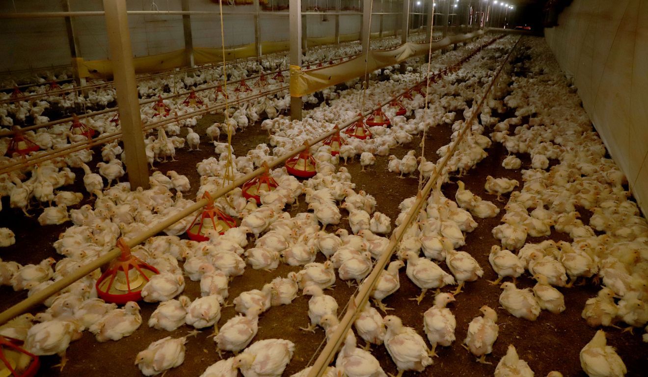 Abiec diz que veto da UE as carnes brasileiras acabará em 2027