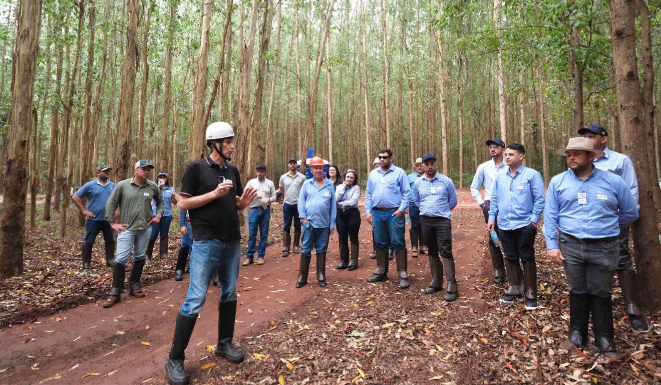 Eucalipto para energia: C.Vale e Embrapa discutem potencial energético
