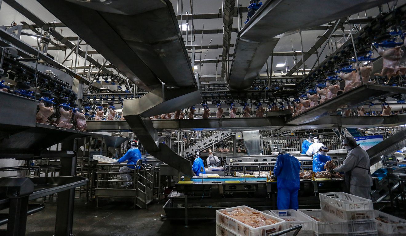 Mapa suspende exportação de carne de frango à China após caso de doença de Newcastle