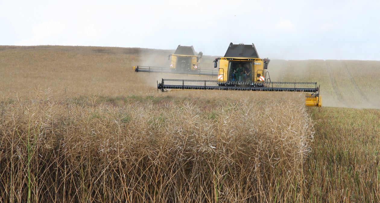 Produção brasileira de grãos deve aumentar mesmo após El Niño